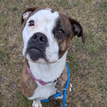 Nat -  Boxer and American Bulldog Dog for Adoption in Grand Rapids, Michigan - Nat | PetCurious