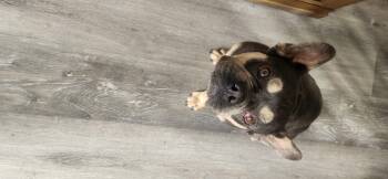 Rescue French Bulldog Dogs for Adoption in Torrance, California - Baby | PetCurious