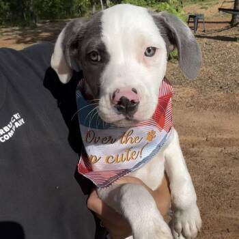 Wirehaired Terrier Dogs Available for Adoption - Kenny G | PetCurious