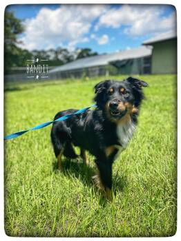 Bandit -  Australian Shepherd Dog for Adoption in Sebring, Florida - Bandit | PetCurious