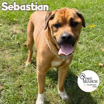 Sebastian -  Mixed Breed Dog for Adoption in Washington, Pennsylvania - Sebastian | PetCurious