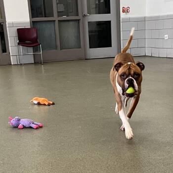 2jay -  Boxer Dog for Adoption in Chicago, Illinois - 2jay | PetCurious