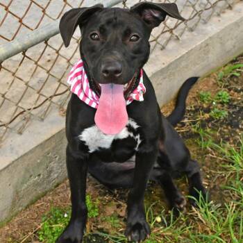 Stella Rosa -  Black Labrador Retriever Dog for Adoption in Beaumont, Texas - Stella Rosa | PetCurious