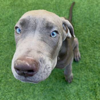 Lizzie -  Cane Corso Dog for Adoption in Las Vegas, Nevada - Lizzie | PetCurious