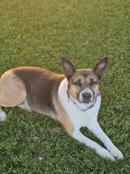 Border Collie and German Shepherd Dog Dogs Available for Adoption in Breinigsville, Pennsylvania - Cleo | PetCurious