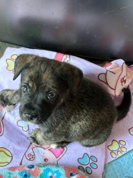 Mixed Breed Dogs Available for Adoption in Chillicothe, Ohio - Morel | PetCurious