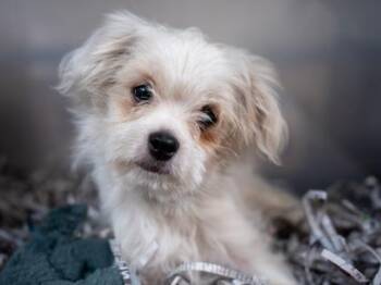 Graham -  Parson Russell Terrier and Chihuahua Dog for Adoption in Golden Valley, Minnesota - Graham | PetCurious