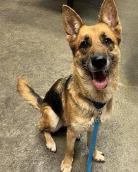 Mixed Breed Dogs Available for Adoption in Jacksonville, Florida - DEMI | PetCurious