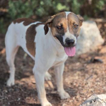 Katara JuM -  Catahoula Leopard Dog and Mixed Breed Dog for Adoption in Austin, Texas - Katara JuM | PetCurious