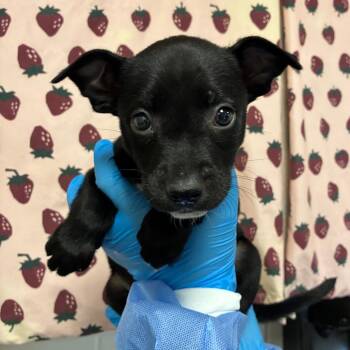 Domino -  Shepherd and Mixed Breed Dog for Adoption in San Antonio, Texas - Domino | PetCurious