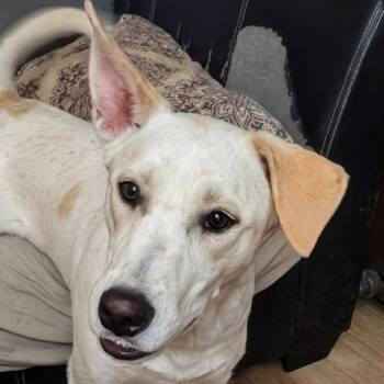 Toby -  Terrier and Mixed Breed Dog for Adoption in Corpus Christi, Texas - Toby | PetCurious