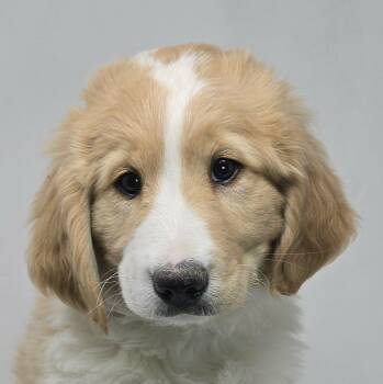 Golden Retriever and Great Pyrenees Dogs Available for Adoption - Taffy | PetCurious
