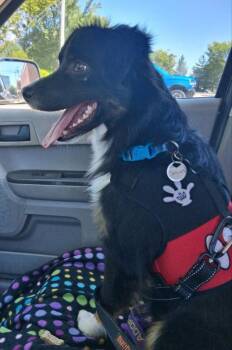 Smores *Adopt or Foster* -  Australian Shepherd Dog for Adoption in Fairfax, Virginia - Smores *Adopt Or Foster* | PetCurious