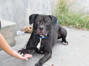 Logi -  Mixed Breed Dog for Adoption - Logi | PetCurious
