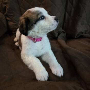 American Bulldog and Anatolian Shepherd Dogs Available for Adoption - Erin | PetCurious
