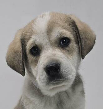 Golden Retriever and Australian Cattle Dog Blue Heeler Dogs Available for Adoption - Oona | PetCurious