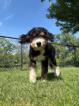 Molly -  Bernese Mountain Dog and Poodle Dog for Adoption in Warren, Pennsylvania - Molly | PetCurious