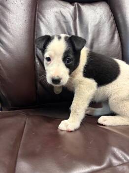 Imp -  Border Collie and Shepherd Dog for Adoption in Carson City, Nevada - Imp | PetCurious