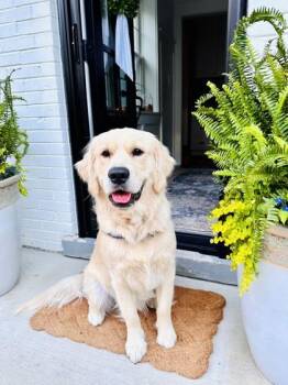 Coop -  Golden Retriever Dog for Adoption in Downers Grove, Illinois - Coop | PetCurious