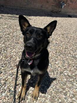 LOTUS -  Australian Kelpie and Australian Cattle Dog Blue Heeler Dog for Adoption in Loveland, Colorado - LOTUS | PetCurious