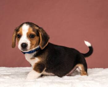 Blu -  Corgi and Beagle Dog for Adoption in Aiken, South Carolina - Blu | PetCurious
