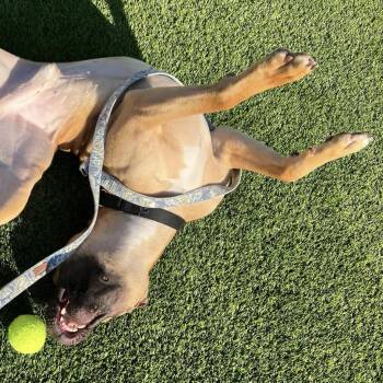 Chief -  Mixed Breed Dog for Adoption in Pittsburgh, Pennsylvania - Chief | PetCurious
