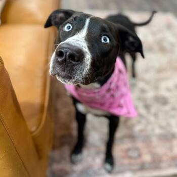 Labrador Retriever and Husky Dogs Available for Adoption in Friendswood, Texas -  Sissie Jane Sunshine | PetCurious