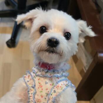 Chanel -  Maltese and Mixed Breed Dog for Adoption in Hanna City, Illinois - Chanel | PetCurious