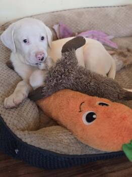 Charlie -  Great Pyrenees and Bulldog Dog for Adoption in Bancroft, Ontario - Charlie | PetCurious