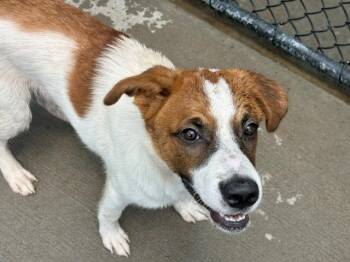 JARVIS -  Saint Bernard and Mixed Breed Dog for Adoption in Tulsa, Oklahoma - JARVIS | PetCurious