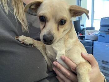 REMO -  Chihuahua Dog for Adoption in Tustin, California - REMO | PetCurious