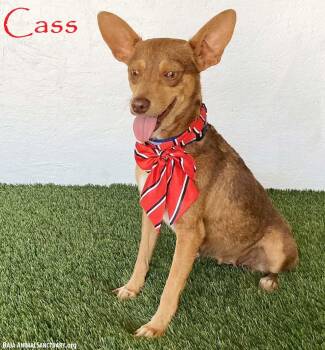 Cass -  Australian Kelpie and Chihuahua Dog for Adoption in San Diego, California - Cass | PetCurious