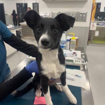 Broccoli -  Border Collie and Mixed Breed Dog for Adoption in Grand Rapids, Michigan - Broccoli | PetCurious