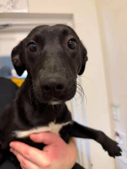 Rex -  Black Labrador Retriever Dog for Adoption in Weaverville, California - Rex | PetCurious
