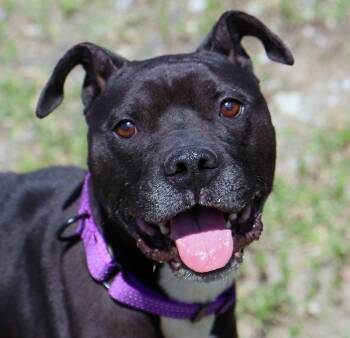 Pit Bull Terrier Dogs Available for Adoption in Kansas City, Kansas - Timone (AO36411) | PetCurious