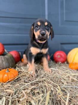 Rook -  Black And Tan Coonhound and Labrador Retriever Dog for Adoption in Dysart, Iowa - Rook | PetCurious