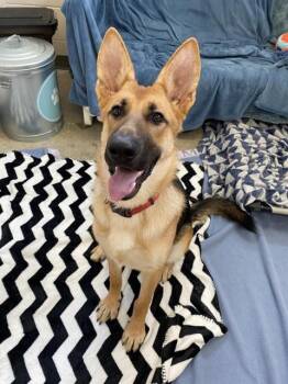 ISLA -  German Shepherd Dog Dog for Adoption in Fort Wayne, Indiana - ISLA | PetCurious