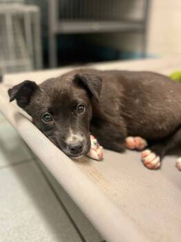 Rescue Mixed Breed Dogs for Adoption in Rock Springs, Wyoming - Cranberry | PetCurious