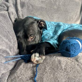 Larry -  Pit Bull Terrier Dog for Adoption in Grand Rapids, Michigan - Larry | PetCurious