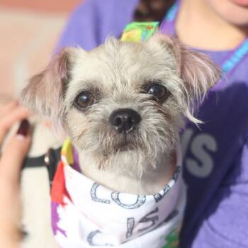 MISSIE -  Terrier Dog for Adoption in San Antonio, Texas - MISSIE | PetCurious