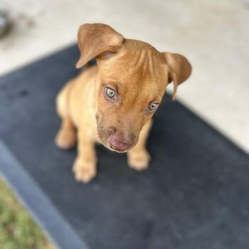 Tide -  Terrier and Mixed Breed Dog for Adoption in Boerne, Texas - Tide | PetCurious