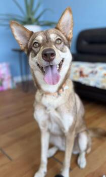Rescue Husky Dogs for Adoption in West Haven, Connecticut - Cali | PetCurious