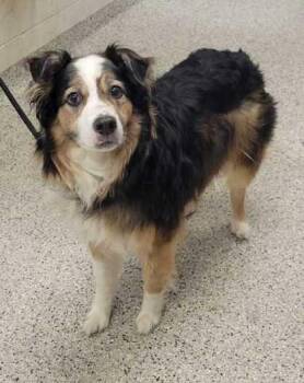 Cooper -  Australian Shepherd and Mixed Breed Dog for Adoption in Kansas City, Missouri - Cooper | PetCurious