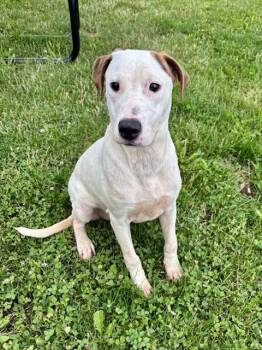 FRECKLES -  English Coonhound Dog for Adoption in Kalamazoo, Michigan - FRECKLES | PetCurious
