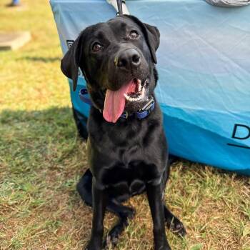 Rescue Black Labrador Retriever Dogs for Adoption in Greer, South Carolina - Nyx | PetCurious