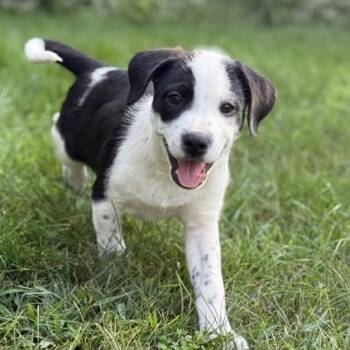 Arabelle -  Border Collie and Retriever Dog for Adoption in Minneapolis, Minnesota - Arabelle | PetCurious