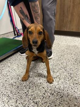 Beagle Dogs Available for Adoption - Minnie | PetCurious
