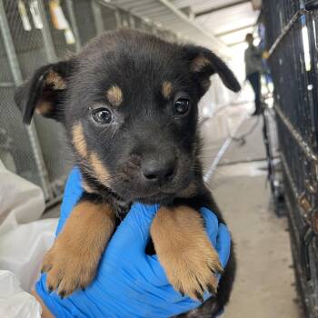 Terrier and Chihuahua Dogs Available for Adoption in Edinburg, Texas - Clarissa | PetCurious