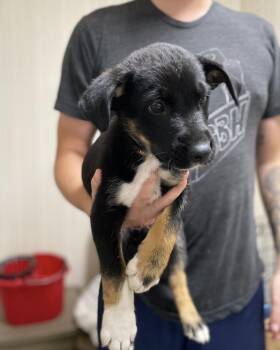 Rescue Mixed Breed Dogs for Adoption in Saskatoon, Saskatchewan - Ozzie | PetCurious
