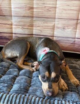 Mixed Breed and Pit Bull Terrier Dogs Available for Adoption - Queenie | PetCurious